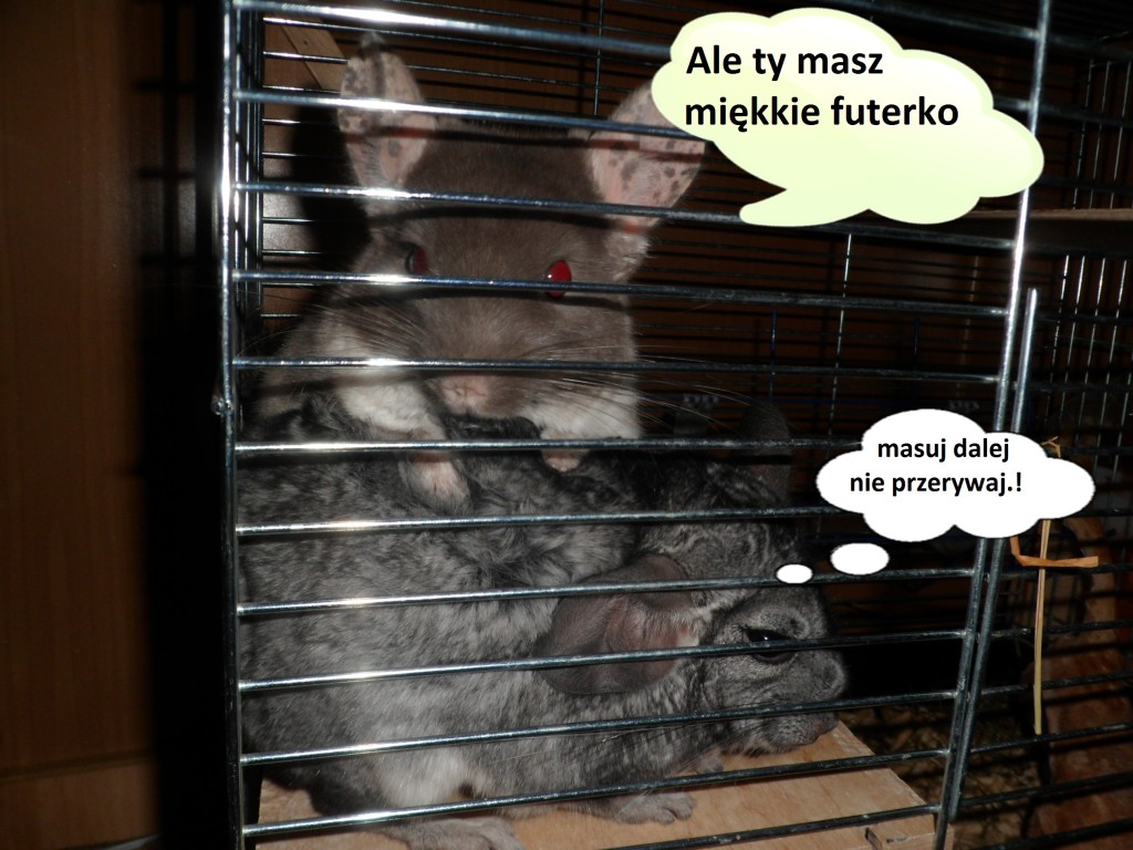 40. Zgłoszenie Sylwia P.