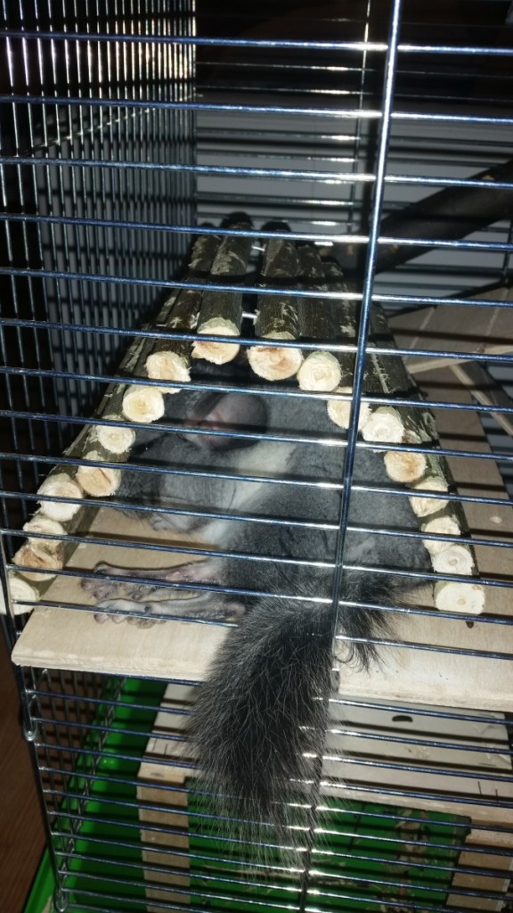 Koala Misia