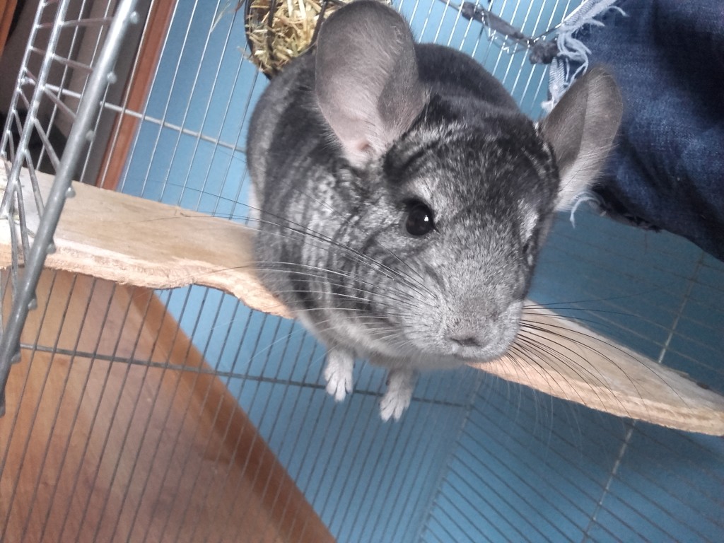 Zuzia U.
