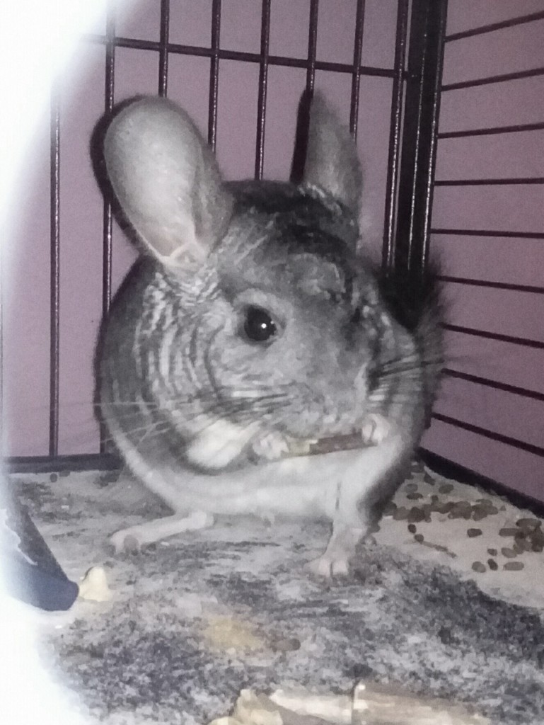 Asia P.