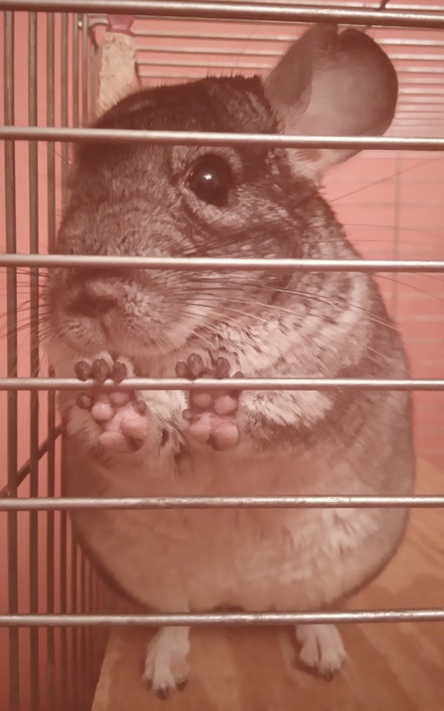 Ela N.