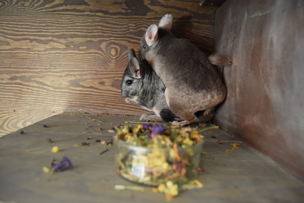 żywienie szynszyli - co szynszyla może jeść - blog o szynszylach - gryziółka herbal pets
