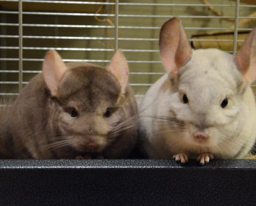 szynszyle-nie-spia-w-nocy