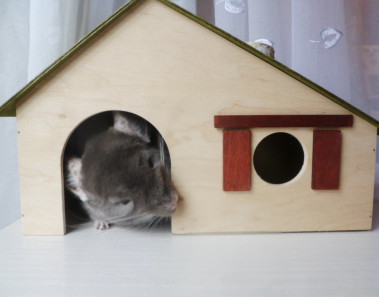 co-zrobic-z-szynszyla-gdy-wyjezdzamy-na-swieta