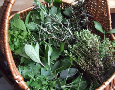 dieta-szynszyli-ciekawostki