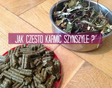 czym-karmic-szynszyle