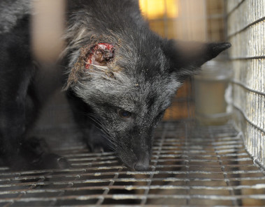 futro-z-szynszyli-okrucienstwo