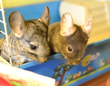 laczenie-szynszyli-rozne-metody