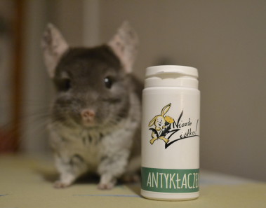 blog-o-szynszylach-dieta-szynszyli