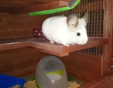 woliera-dla-szynszyli