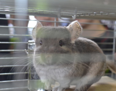 aqua&zoo-wystawa-zwierzat-egzotycznych-szynszyle-poznan