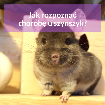 choroby-szynszyli-blog-o-szynszylach