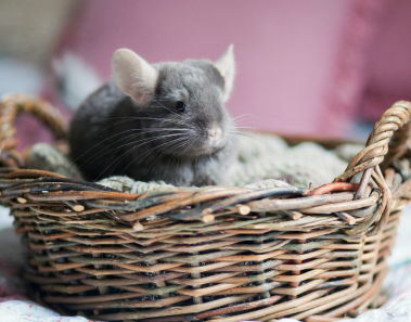 herbal-pets-ziola-dla-szynszyli