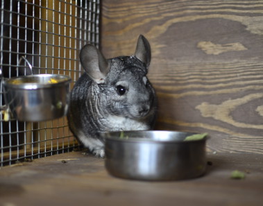 drewniana-woliera-dla-szynszyli