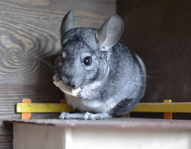 dieta-szynszyli-kora-brzozy-tivo