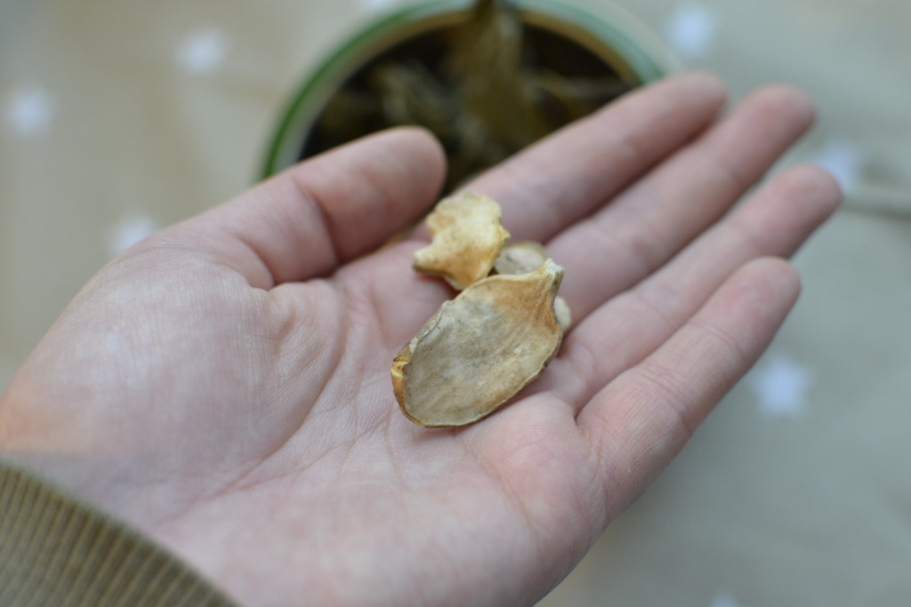 topinambur dla szynszyli - blog o szynszylach - co szynszyla może jeść