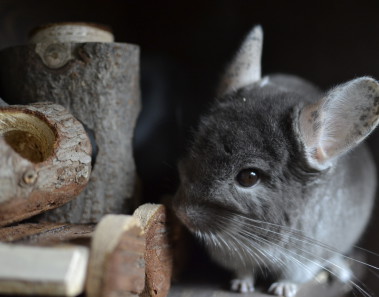 zoologiczny-sklep-internetowy-hipcio