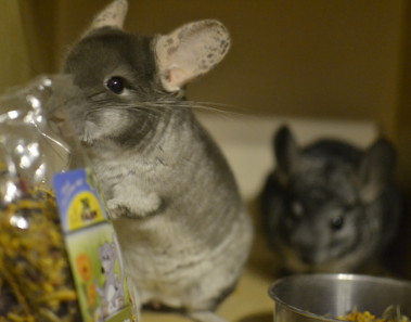 czy-mozna-miec-jedna-szynszyle