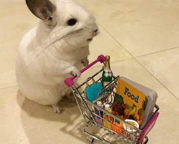 sklep-zoologiczny-dla-szynszyli