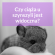ciaza-uszynszyli-mlode-szynszyle