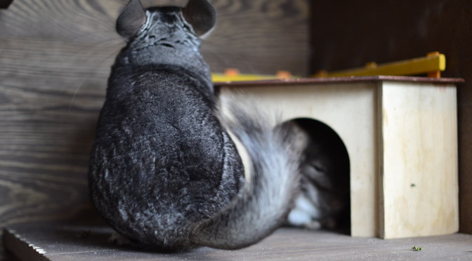 szynszyla-szara-szynszyla-standardowa