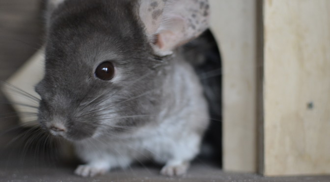 szynszyla-braz-aksamitny