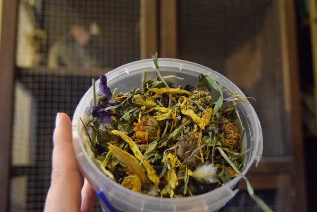 dieta-szynszyli-ziola-dla-szynszyli