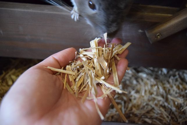 sciolka-dla-szynszyli-miskant