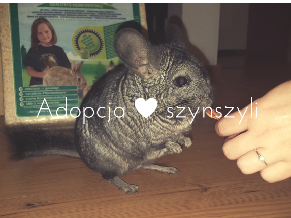 adoptuj-szynszyla