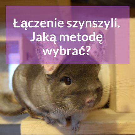 łączenie-szynszyli-jaka-metoda-laczyc-szynszyle