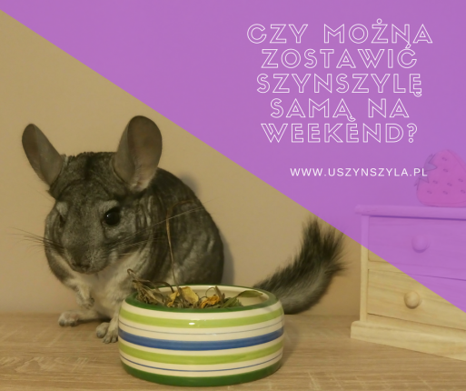 szynszyla-sama-w-domu