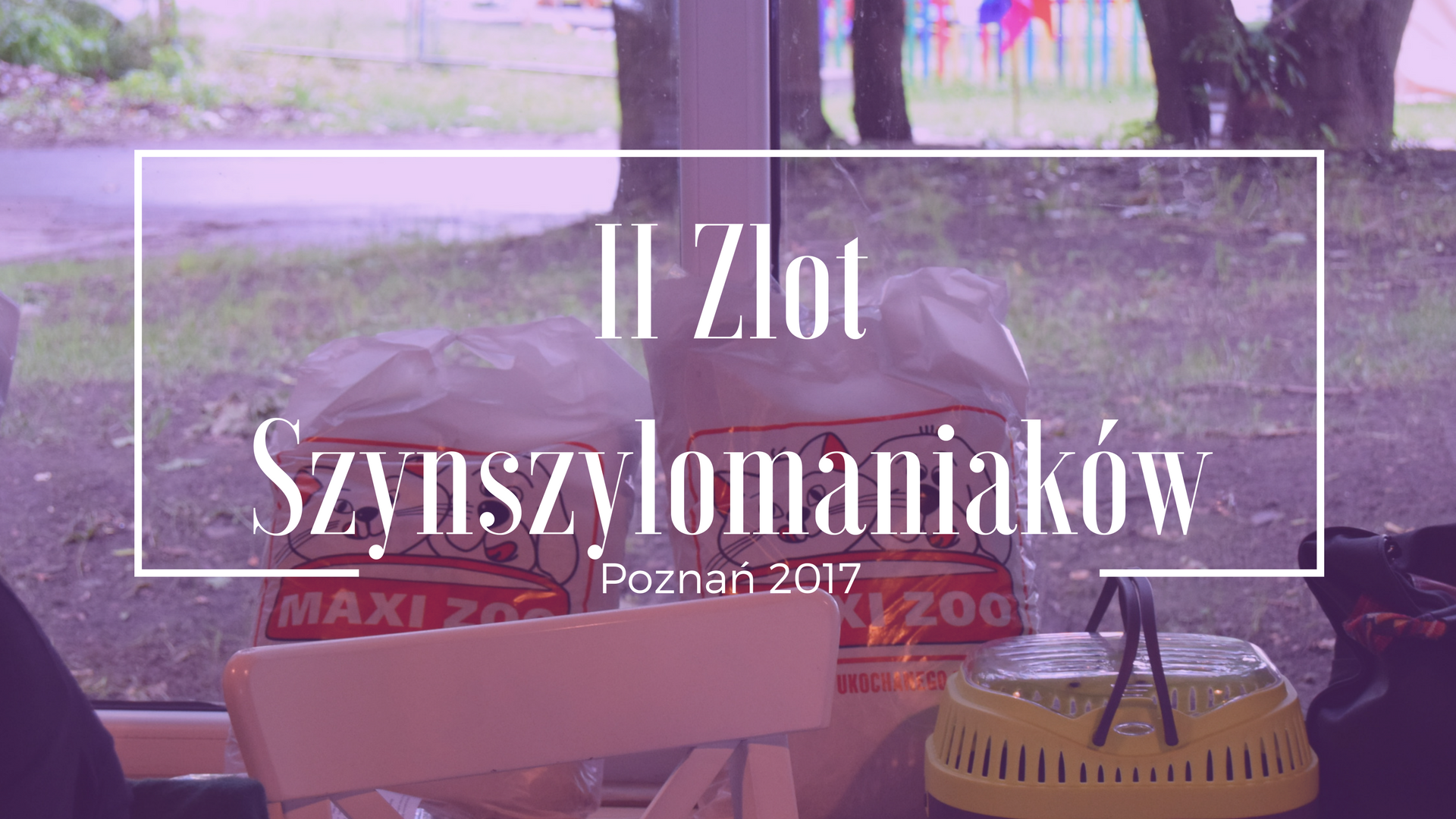 blog-o-szynszylach