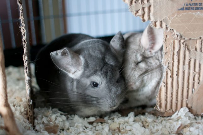 czy-szynszyla-moze-zyc-sama