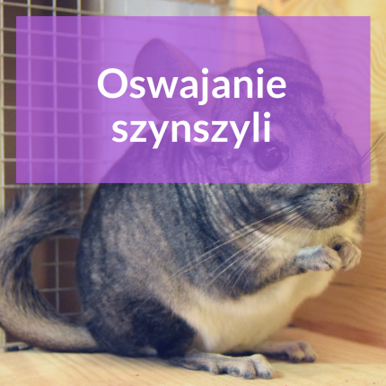 oswajanie-szynszyli