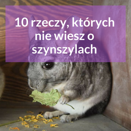 ciekawostki-o-szynszylach