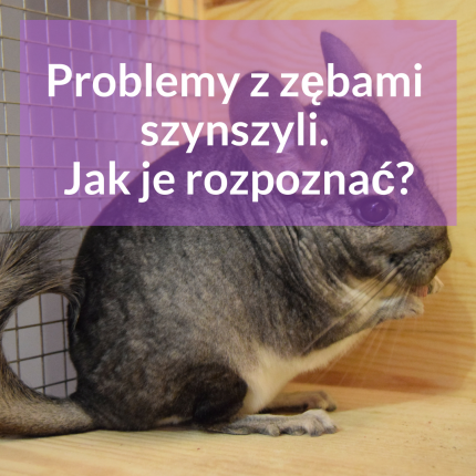 problemy-z-zebami-u-szynszyli-jak-je-rozpoznac
