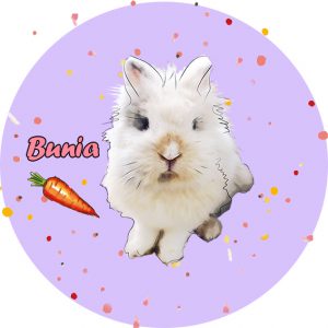 uszynszyla blog o szynszylach - ile lat żyją króliki - uszatkowe rady blog o królikach
