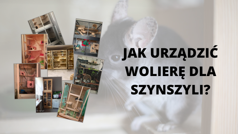 woliera dla szynszyli / blog o szynszylach